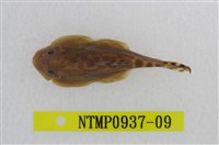 藏品(埔里中華爬岩鰍)的圖片